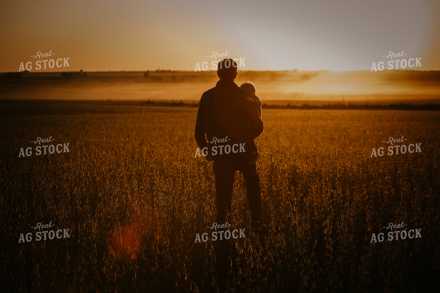 Harvest 2585