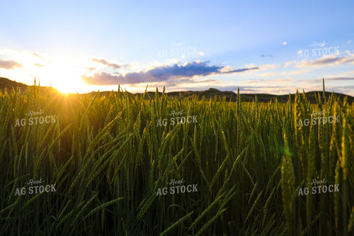 Green Willow Creek Winter Wheat 87009