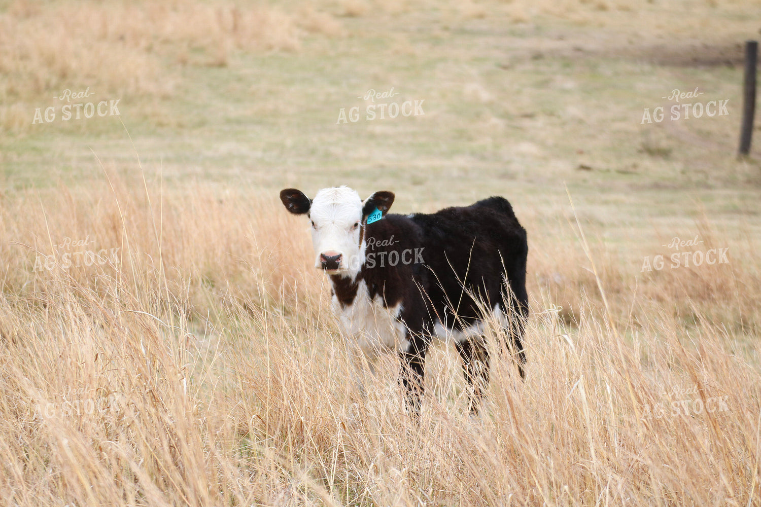 Calf on Pasture 82405