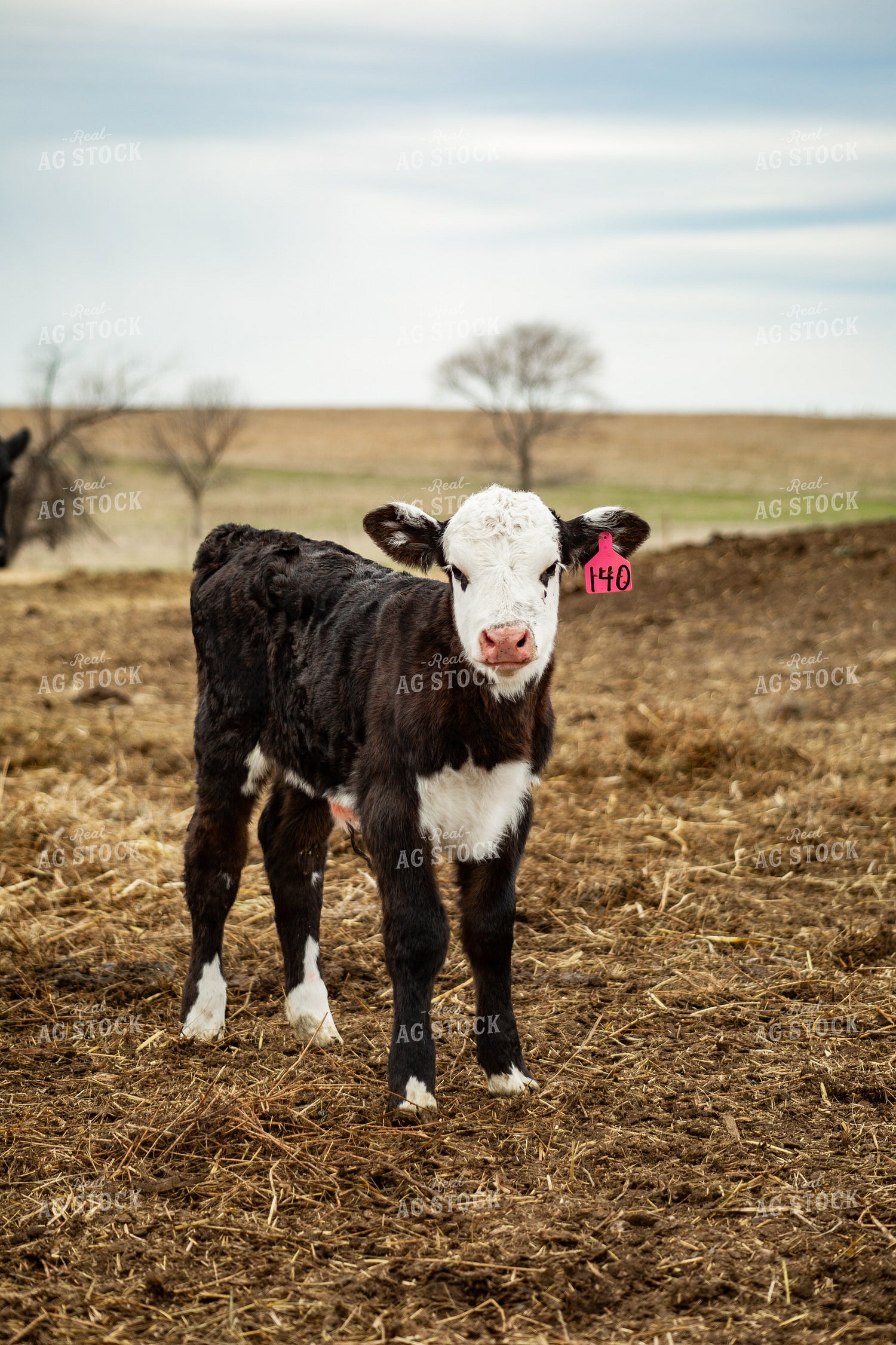 Black Baldy Calf 155668