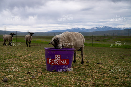 Grazing Sheep at a Farm with Purple Feeder and Mountain Scenery 65264