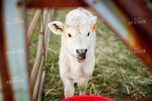 Calf - Charolais and Angus Cross 2249