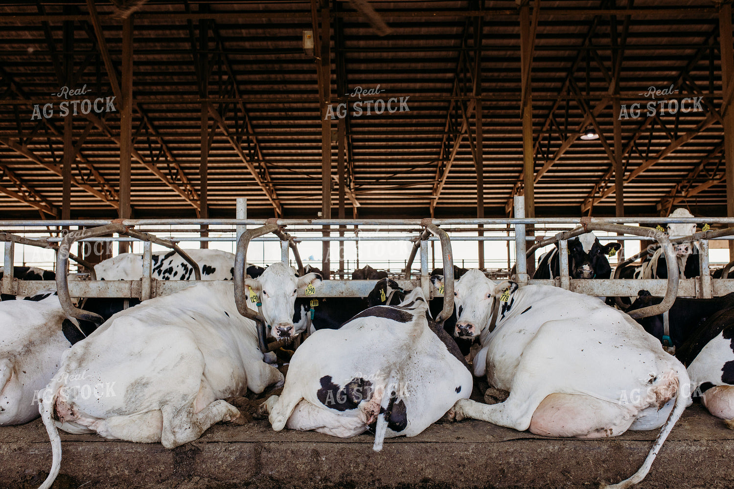 Holstein Cattle in Open Air Dairy Barn 152082