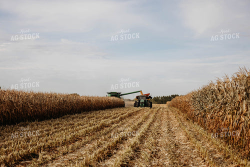 Corn Harvest 152113