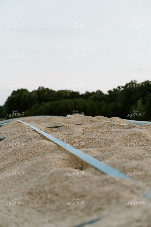 Transporting Rice 125202