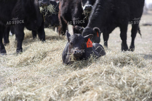 Angus Calf Playing in Hay 117203