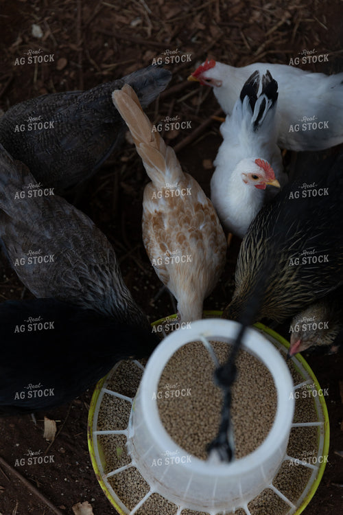 Chickens 205053