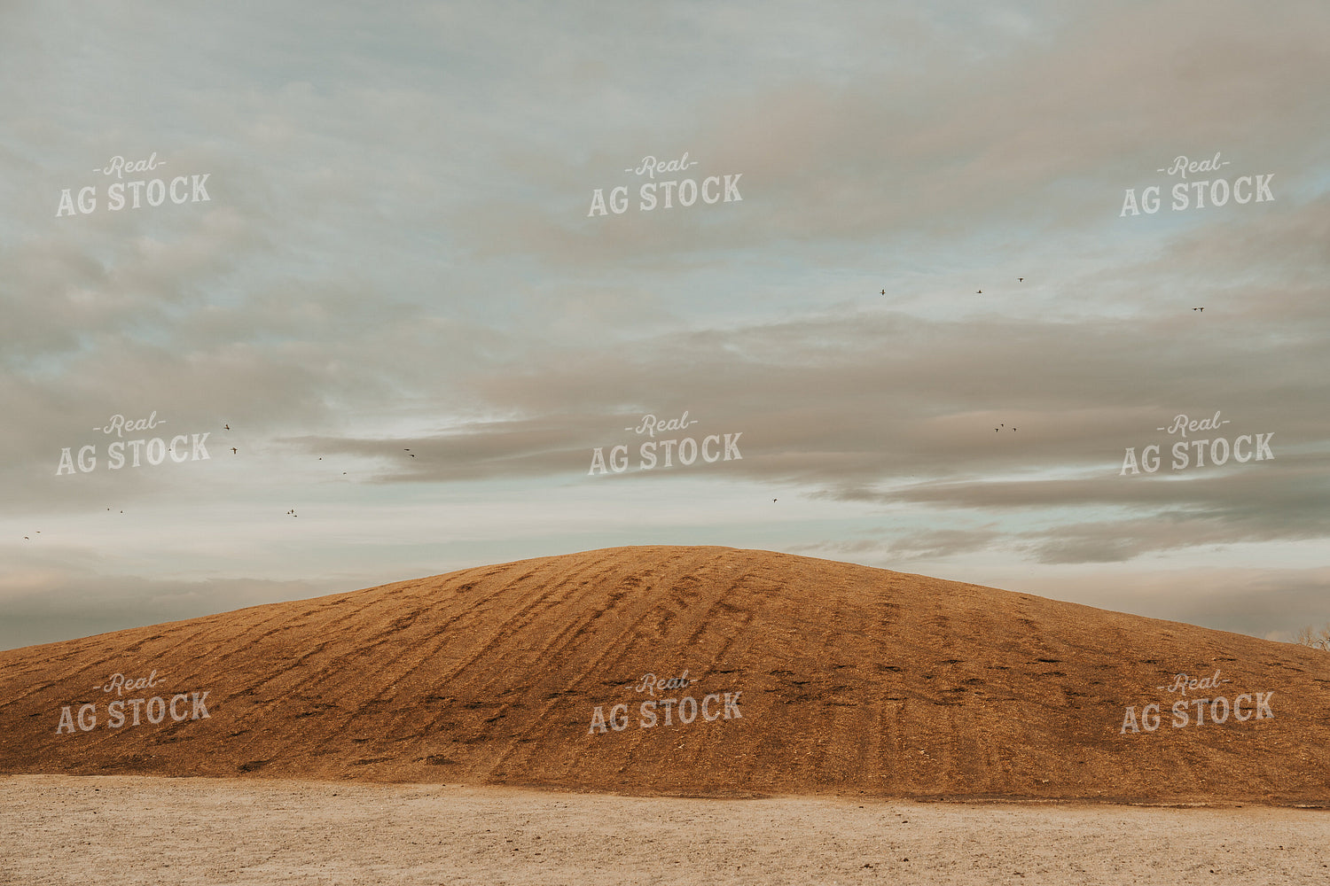 Uncovered Silage Pile 61266