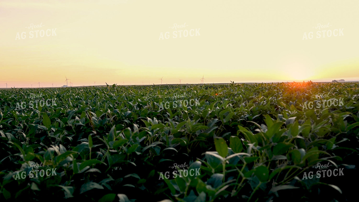 Sunrise Over Soybean Field 25076