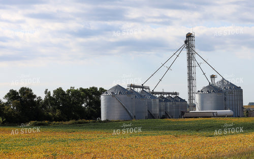 Soybean Field and Grain Bins 141750