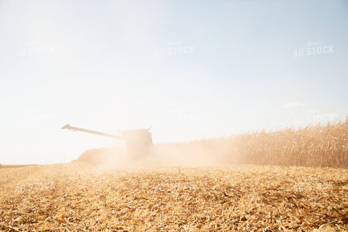 Combine Harvesting Corn on a Sunny Day 25913