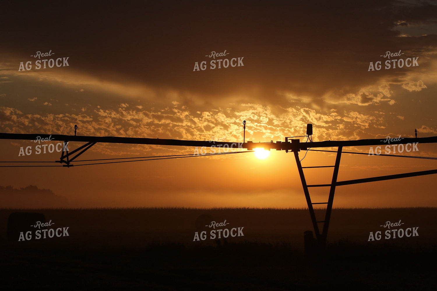 Irrigated Corn Field at Sunset 82153