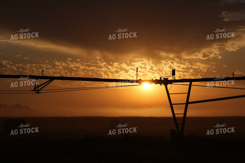 Irrigated Corn Field at Sunset 82153