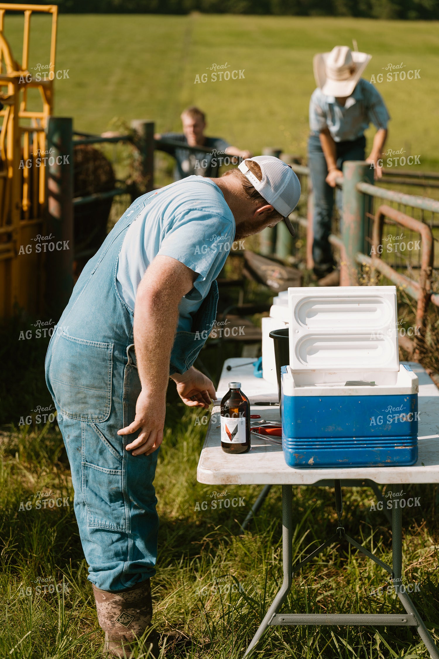 Working Cattle 125384