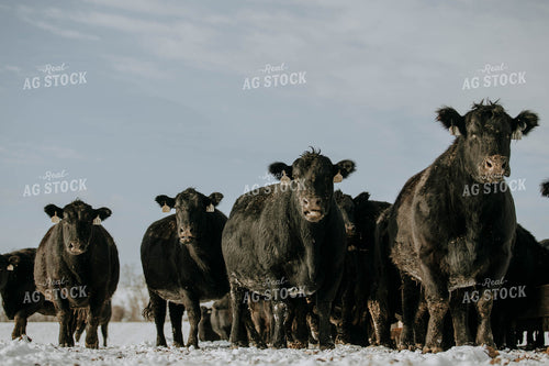 Angus Cows in Snow 77033