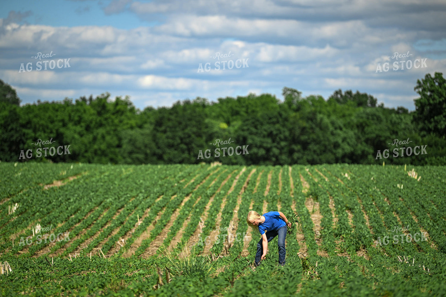 Farm Kid Pulling Weeds in Soybean Field 191326