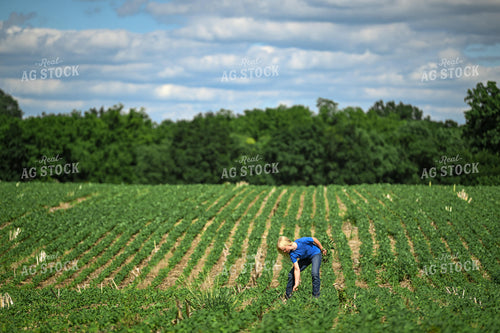 Farm Kid Pulling Weeds in Soybean Field 191326