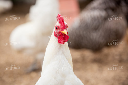 Chicken 90086