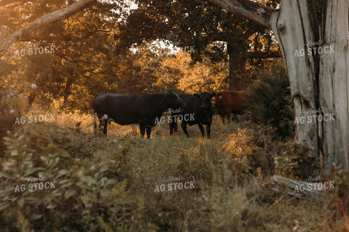 Angus Cattle in Pasture 108008