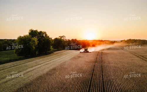 Soybean Harvest 115150