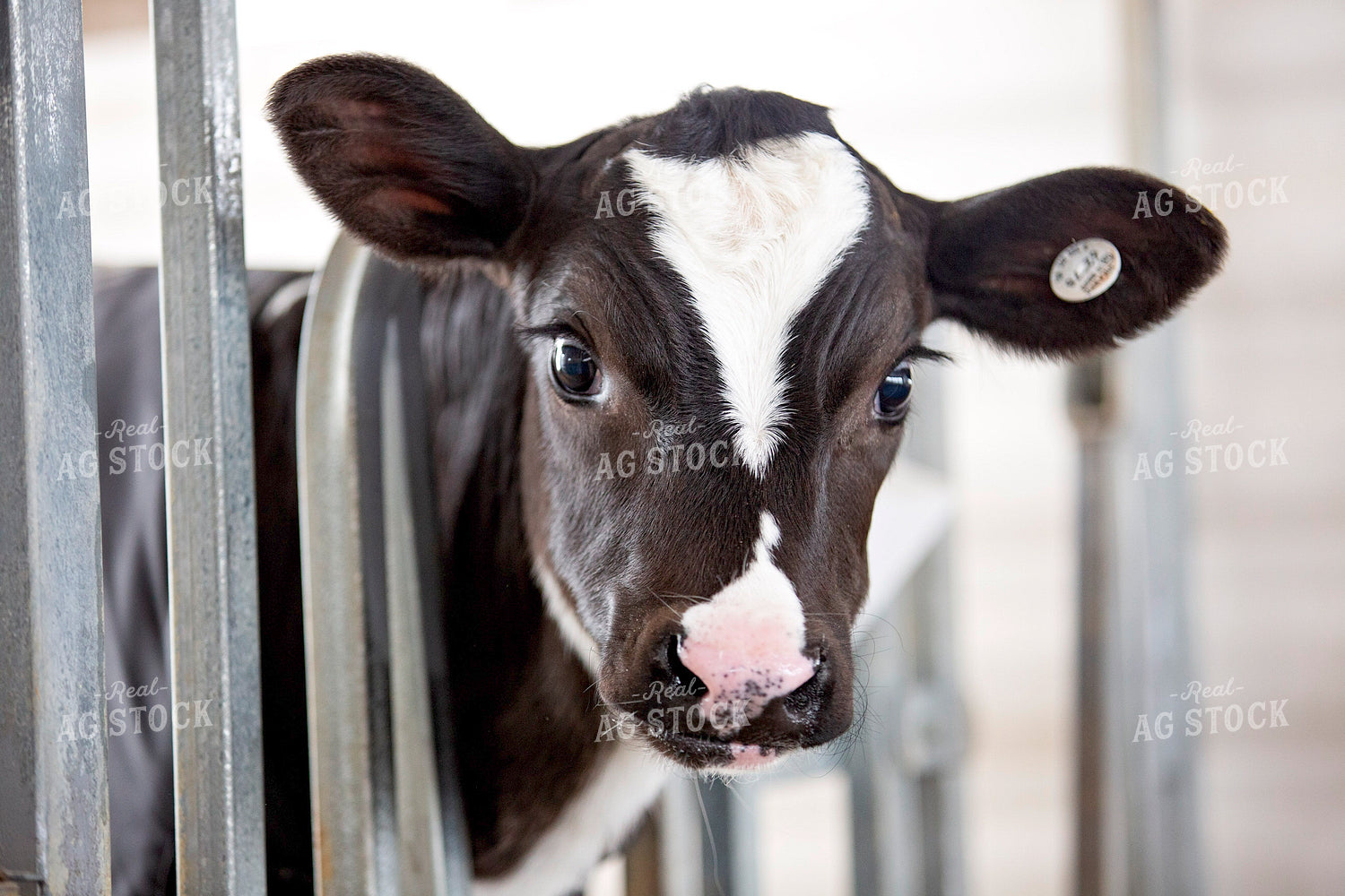 Holstein Calf 55329