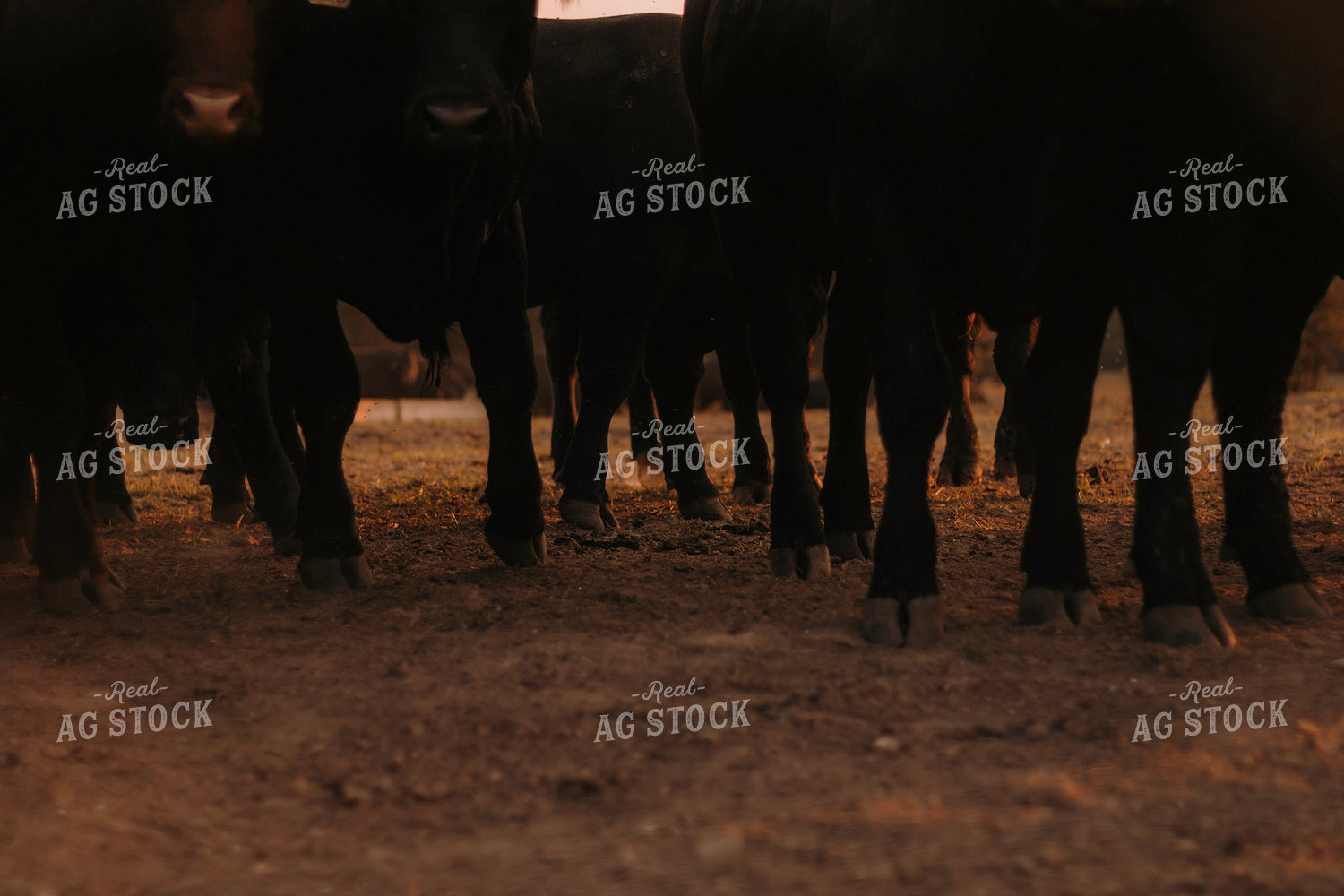 Cattle Hooves  108017