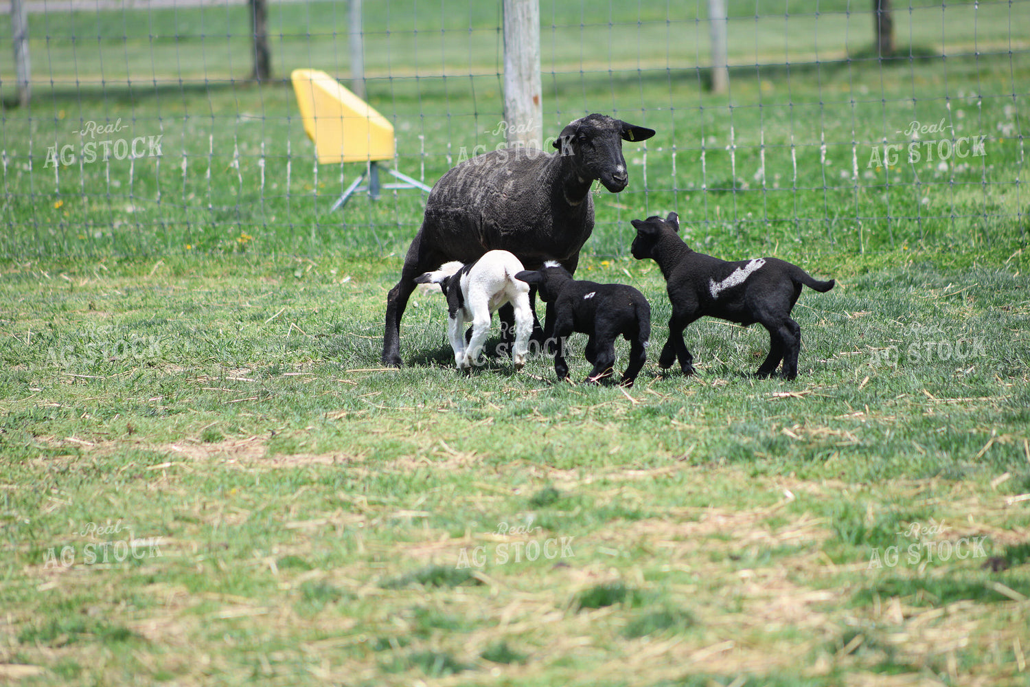 Lambs and Ewes 84253