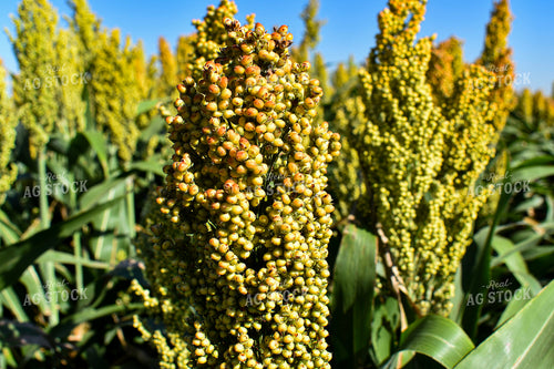 Sorghum 156075