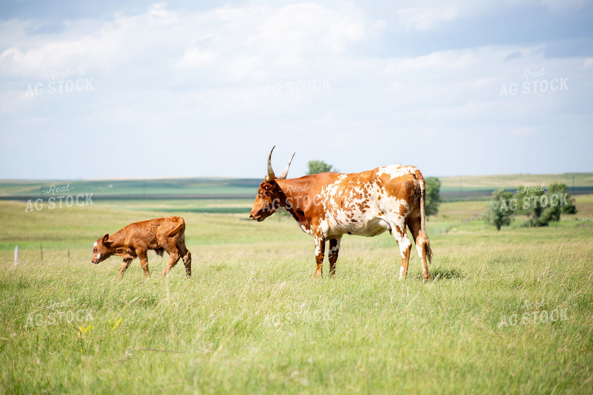 Longhorn Cow and Newborn Calf on Summer Pasture 406031