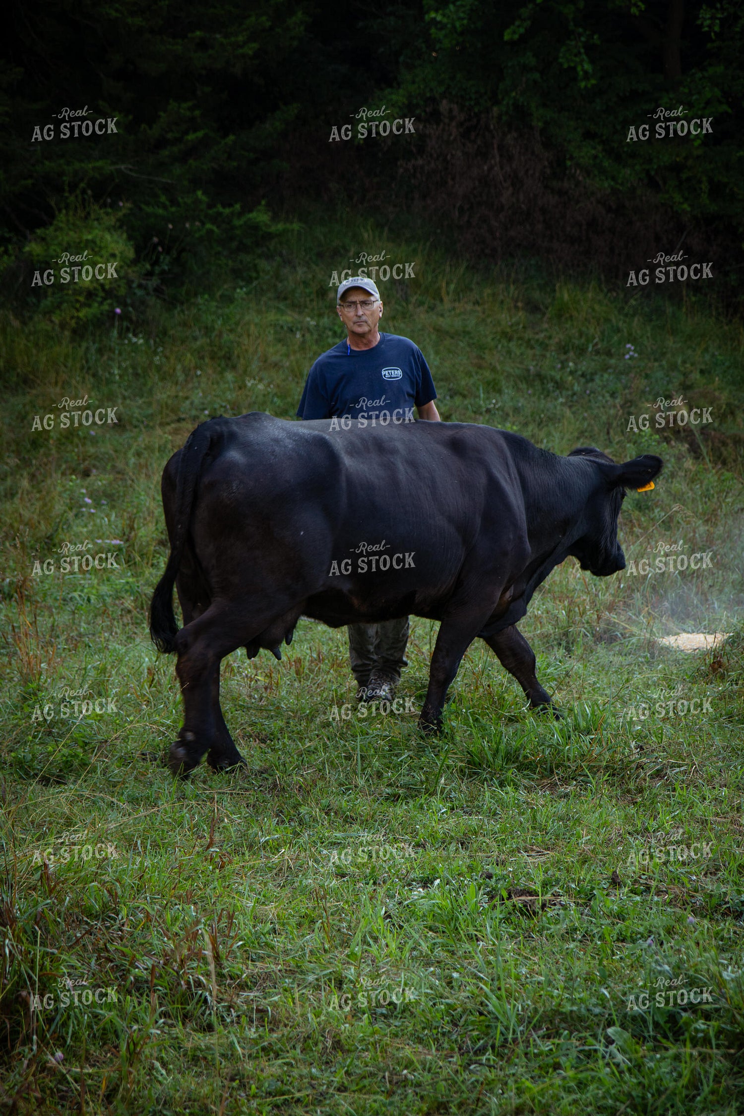 Cattle Producer Checking Herd on Pasture 268416