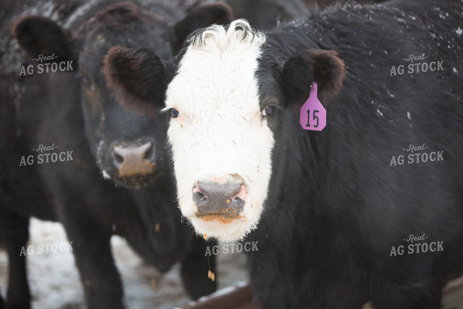 Cattle 1641