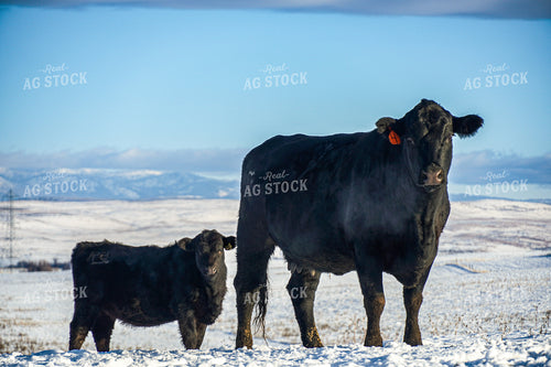 Angus Cattle on Pasture 65070