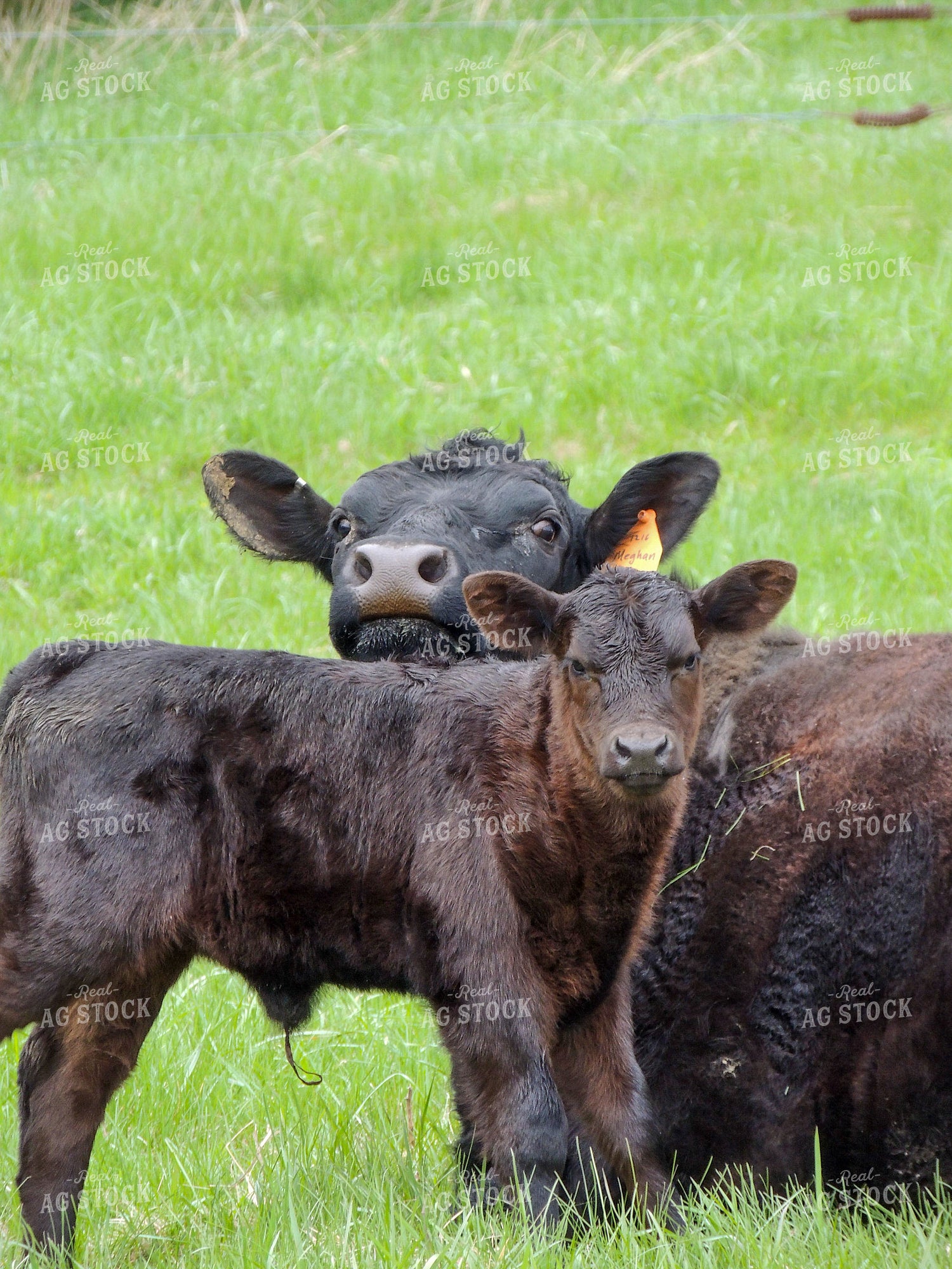 Black Angus Cow Calf Pair 173005