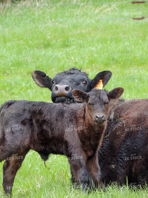 Black Angus Cow Calf Pair 173005