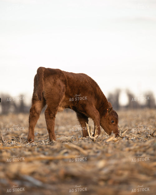 Red Angus Calf 305028