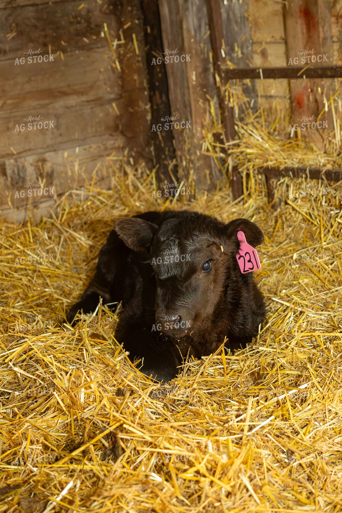 Black Angus Calf Resting on Straw in Barn 406024