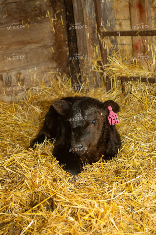 Black Angus Calf Resting on Straw in Barn 406024