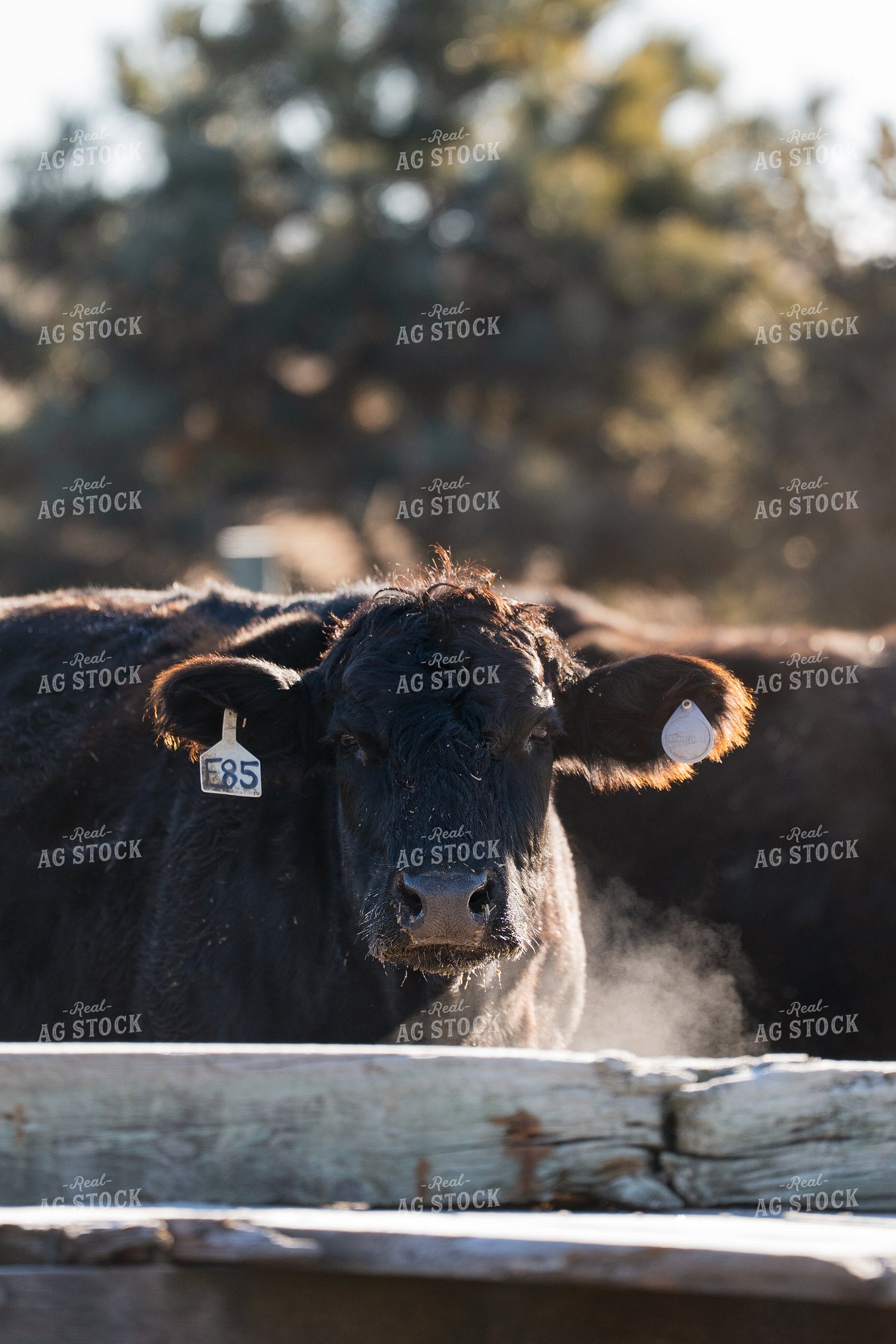 Angus Cattle 68306