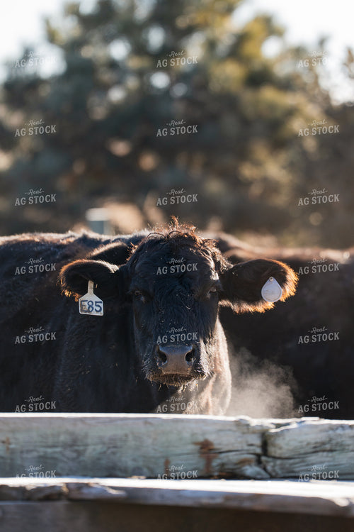 Angus Cattle 68306