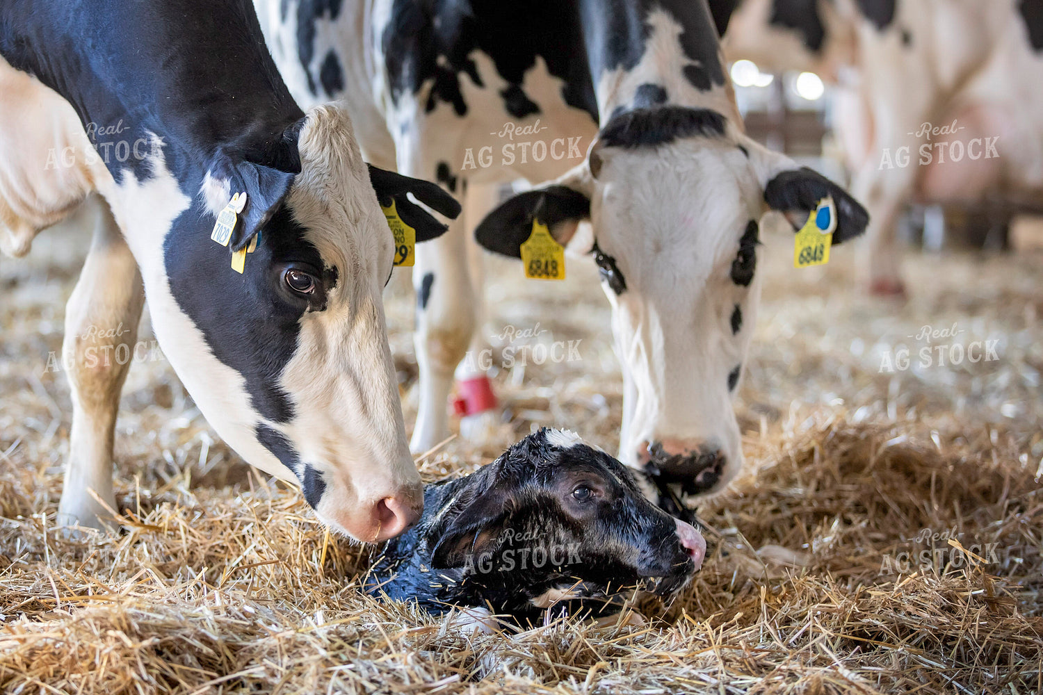Holstein Cows and Calf 55268