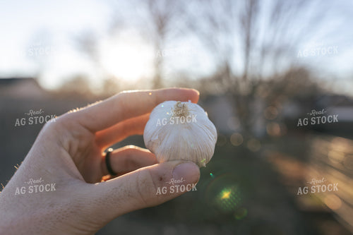 Garlic 162040