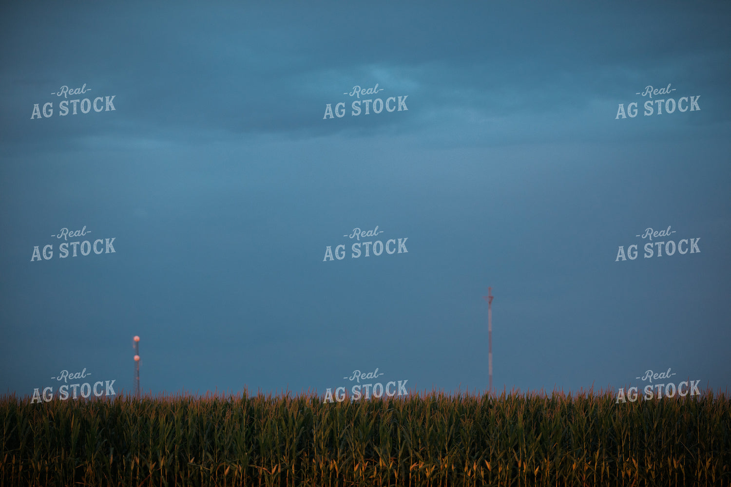 Corn Field Dark Sky 3216