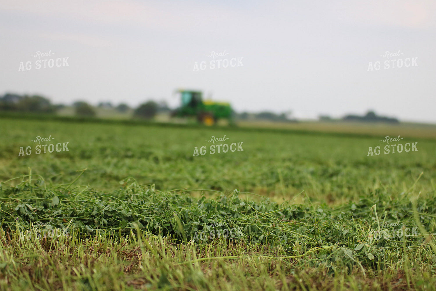 Cut Alfalfa Hay 82278