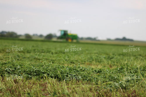 Cut Alfalfa Hay 82278