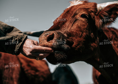 Feeding Cattle 171012