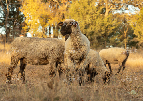 Sheep 264016
