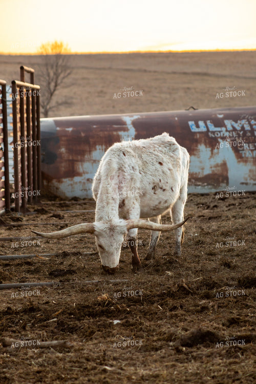 Calving Season 155533