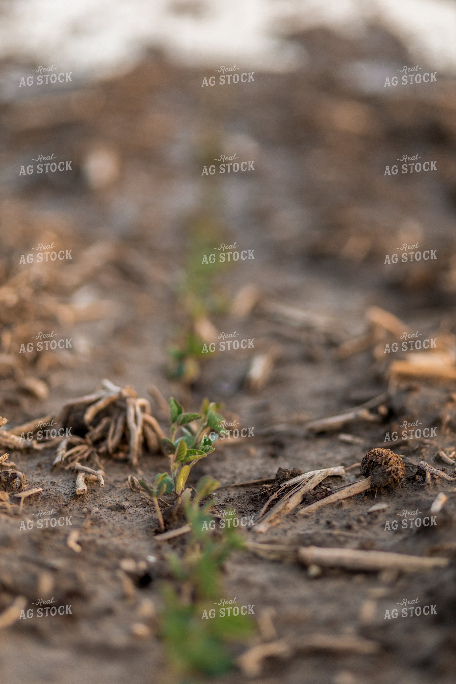 Early Season Soybeans 93273