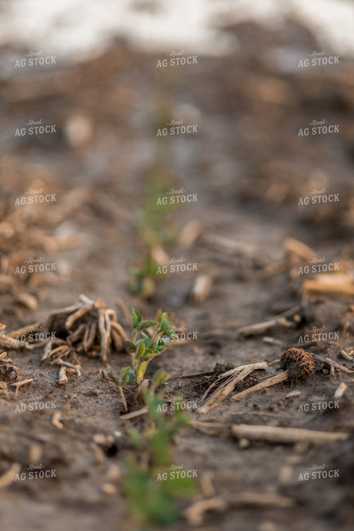 Early Season Soybeans 93273