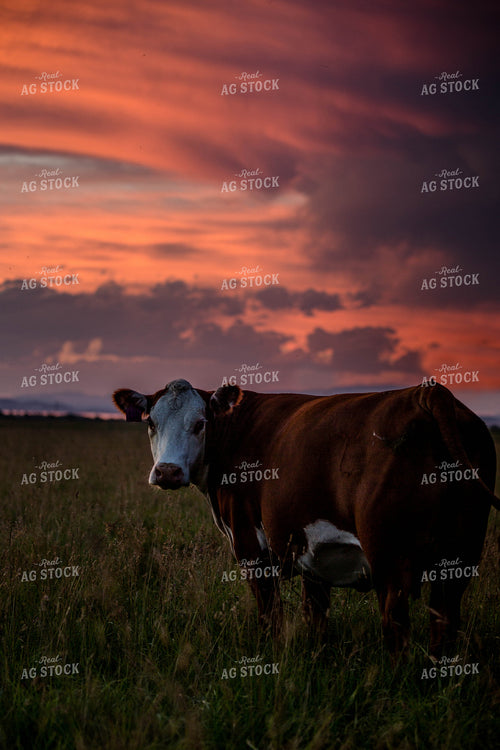 Hereford Cow at Sunset 81052